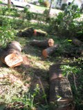 IMG_1833.JPG